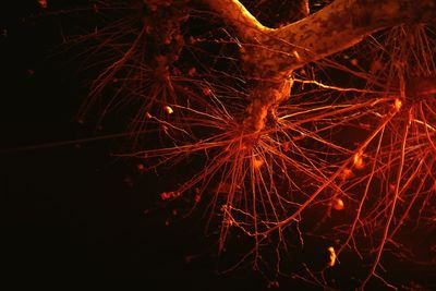 Low angle view of firework display at night