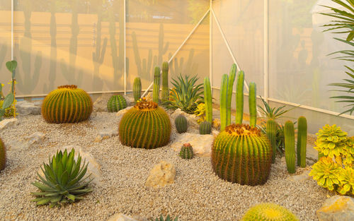 High angle view of plants on table