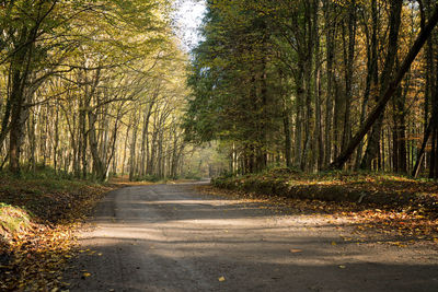 Road amidst trees in forest