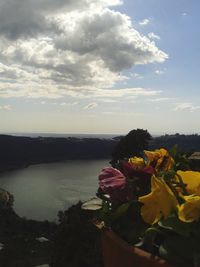 Close-up of flowers in water