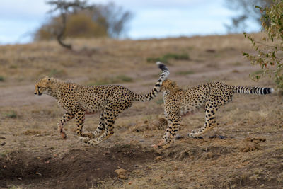 Cheetah walking on field