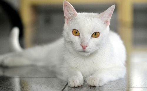 Close-up portrait of white cat