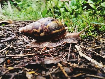 Close-up of snail on grass