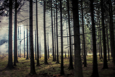 Pine trees in forest