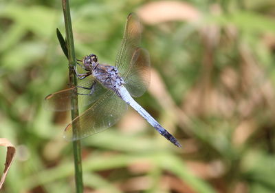 Close-up of dragonfly on plant