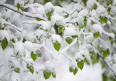 Tree branch covered in snow by unusual late snowstorm