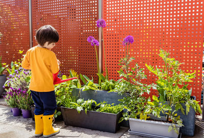 Little toddler boy watering plants using can in small kitchen garden on terrace at home.