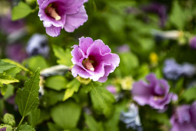 Close-up of purple flowering plant
