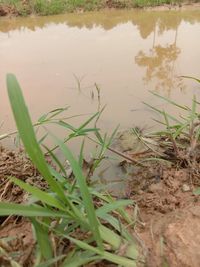 High angle view of grass growing in lake