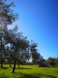 Scenic view of grassy field against blue sky