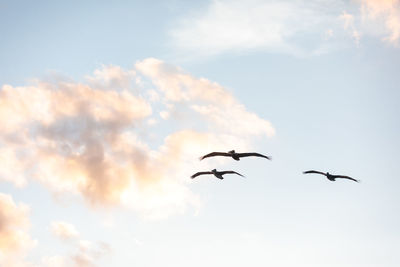 Low angle view of birds flying in sky