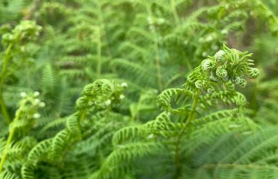 Close-up of fern leaves