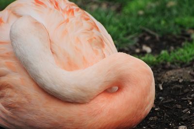 Close-up of bird