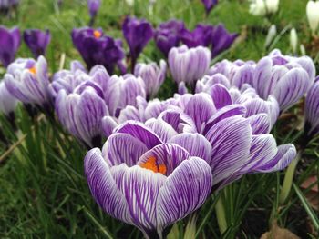 Close-up of purple flowers