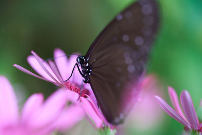 Close-up of butterfly pollinating on pink flower