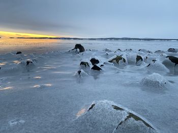 Flock of birds in water during winter