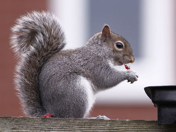 Close-up of squirrel eating outdoors