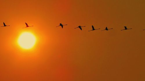 Low angle view of silhouette birds flying against orange sky