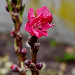 Close-up of pink rose