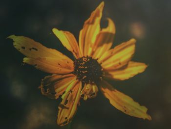 Close-up of yellow flower