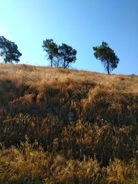 Scenic view of field against clear sky