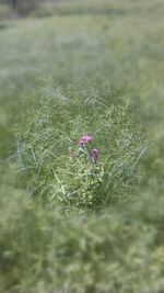 Close-up of flowers blooming in field