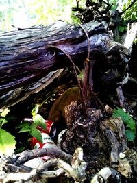 Rocks on tree trunk