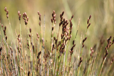 Close-up of grass in field