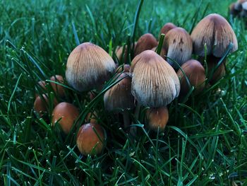 Close-up of mushrooms growing on field