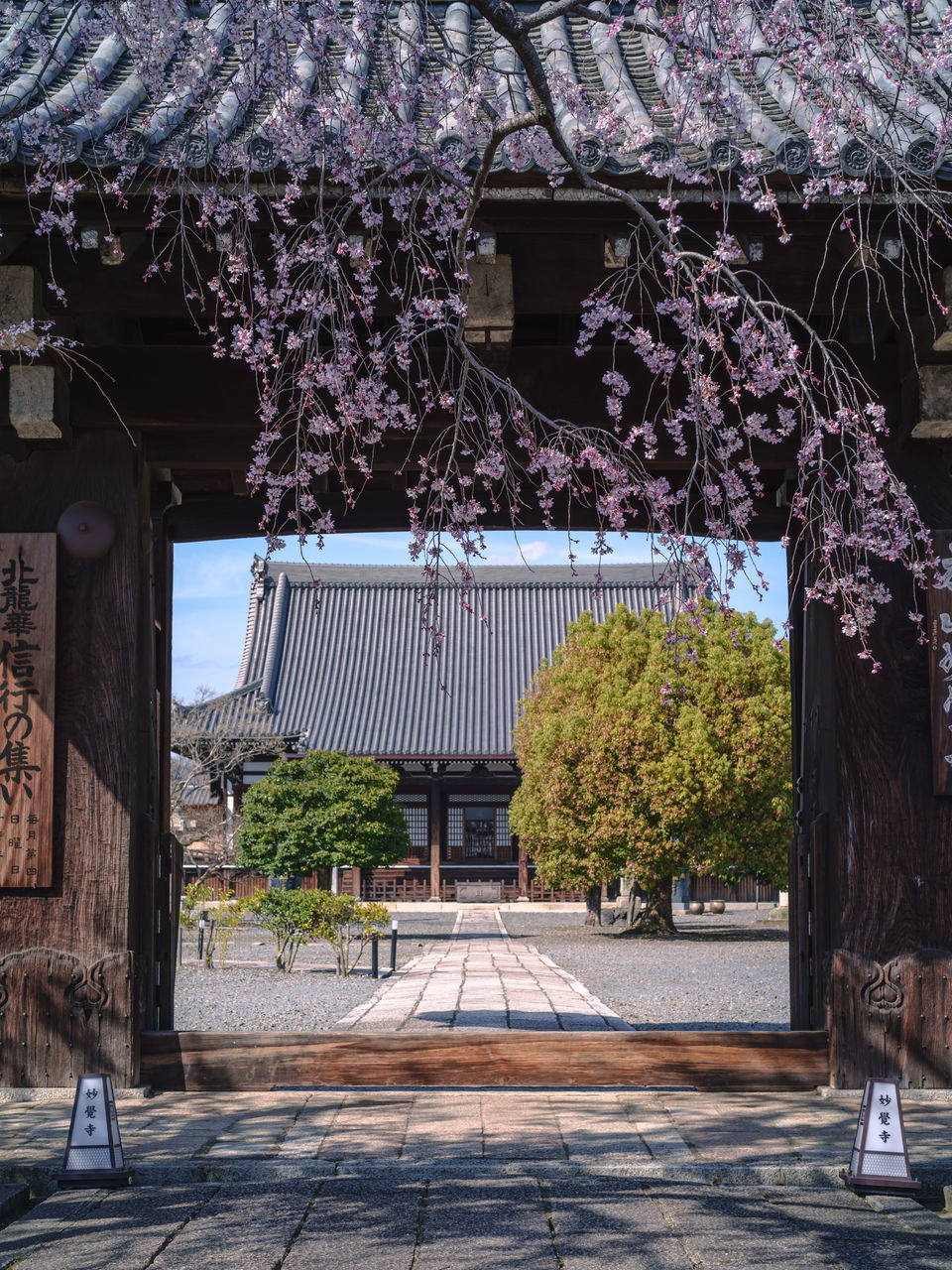 plant, tree, architecture, flower, built structure, flowering plant, spring, nature, urban area, building exterior, growth, blossom, springtime, building, no people, day, beauty in nature, outdoors, fragility, freshness, city, sunlight, footpath, entrance, house, cherry blossom, street