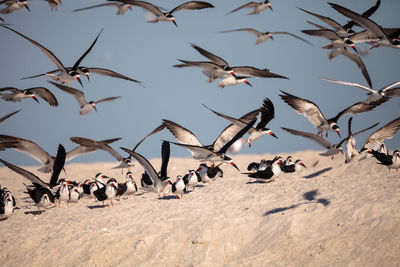 Flock of black skimmer terns rynchops niger on the beach at clam pass in naples, florida