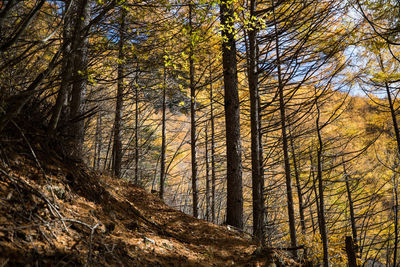 Low angle view of trees in forest during autumn