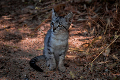 Portrait of a cat looking away