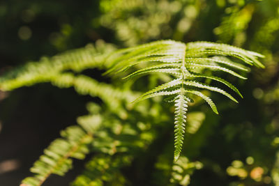 Background green fern leaves in nature forest.