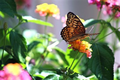 Butterfly pollinating on flower