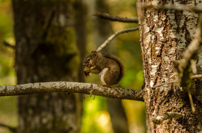 Squirrel on tree branch