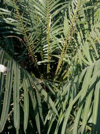 Close-up of fresh plants