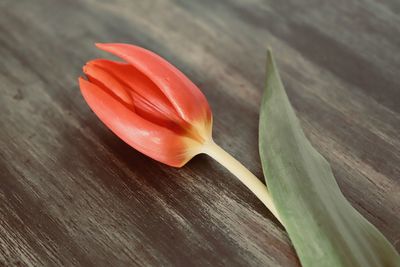 Close-up of flower against blurred background