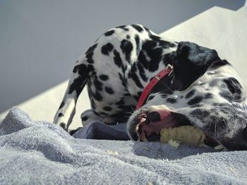 Dog eating on bed