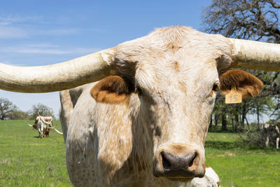 Portrait of cow on field