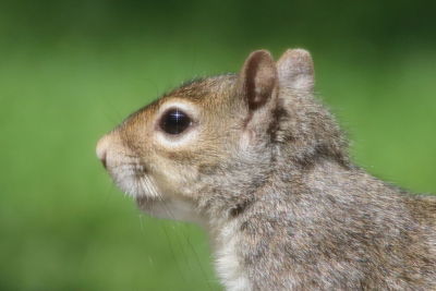 Close-up of an animal looking away