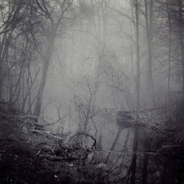 tree, tranquility, bare tree, tranquil scene, fog, forest, branch, nature, scenics, beauty in nature, foggy, water, tree trunk, woodland, lake, non-urban scene, weather, growth, reflection, outdoors