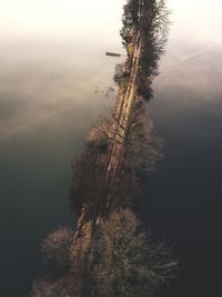 Trees in forest against sky during winter