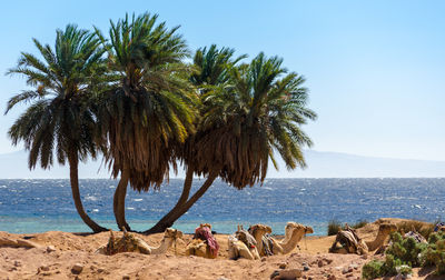 Palm trees on beach against clear sky