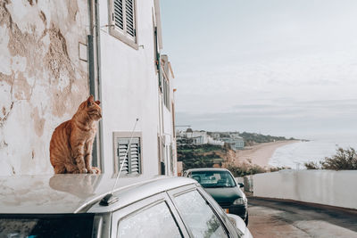 Cat looking through car window