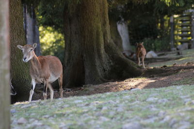 Deer standing on tree trunk