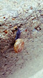 Close-up of snail