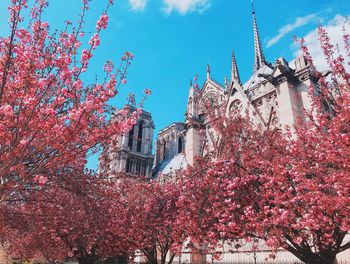 Low angle view of pink flowering tree against building