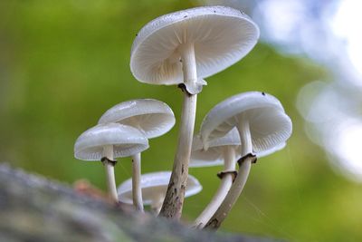 Close-up of mushroom growing on land