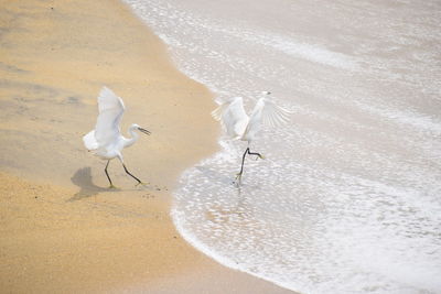 High angle view of white horse on beach